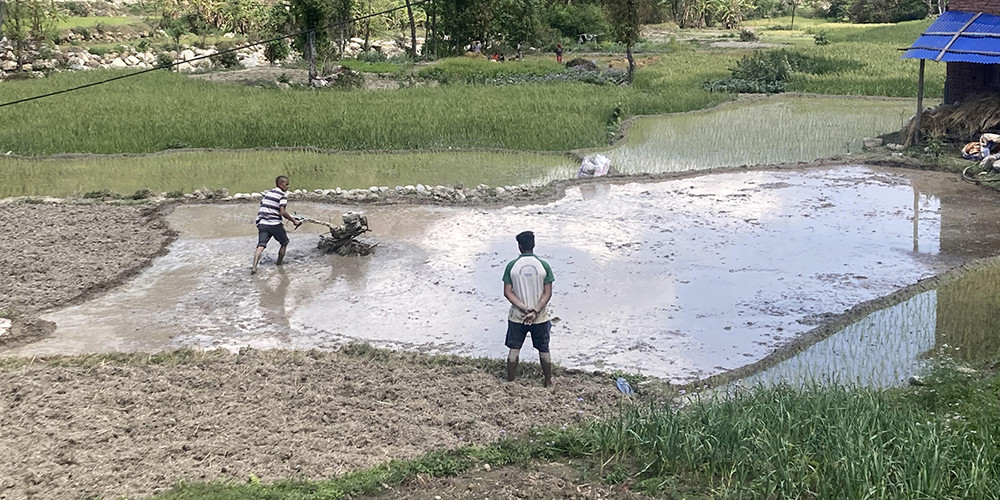 गण्डकी प्रदेशमा चैते धानखेती घट्दै